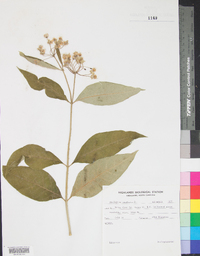 Asclepias exaltata image