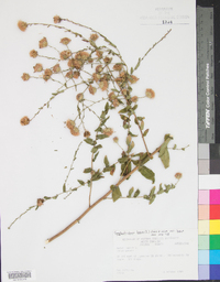 Symphyotrichum patens image