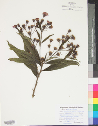 Vernonia glauca image