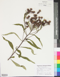 Vernonia noveboracensis image