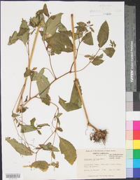 Impatiens pallida image