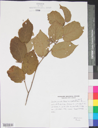 Corylus cornuta var. cornuta image