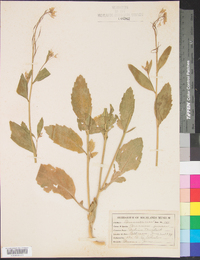 Brassica juncea image