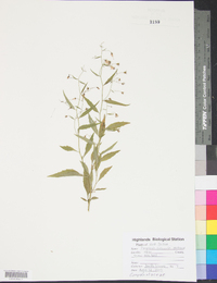 Campanula divaricata image