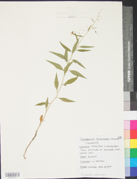 Campanula divaricata image