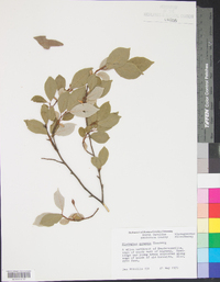 Elaeagnus pungens image