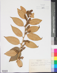 Leucothoe axillaris var. editorum image