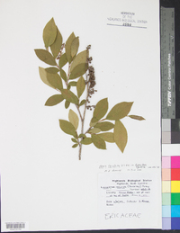 Lyonia ligustrina var. ligustrina image