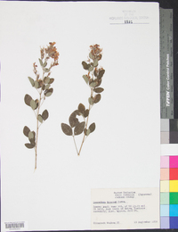 Lespedeza bicolor image