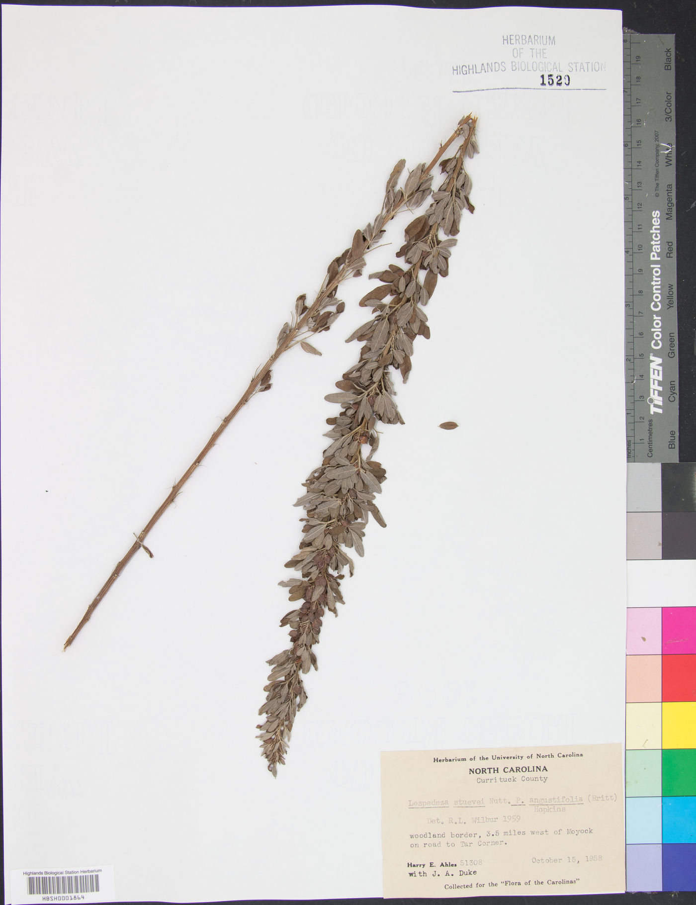 Lespedeza × neglecta image