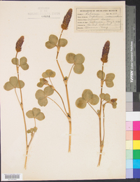 Trifolium incarnatum image