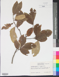 Castanea pumila var. ashei image