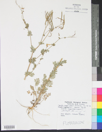 Capnoides sempervirens image