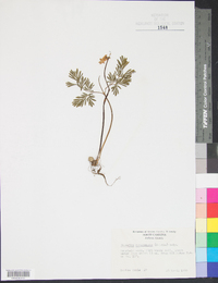 Dicentra canadensis image