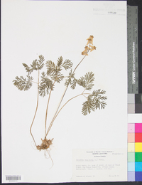 Dicentra cucullaria image