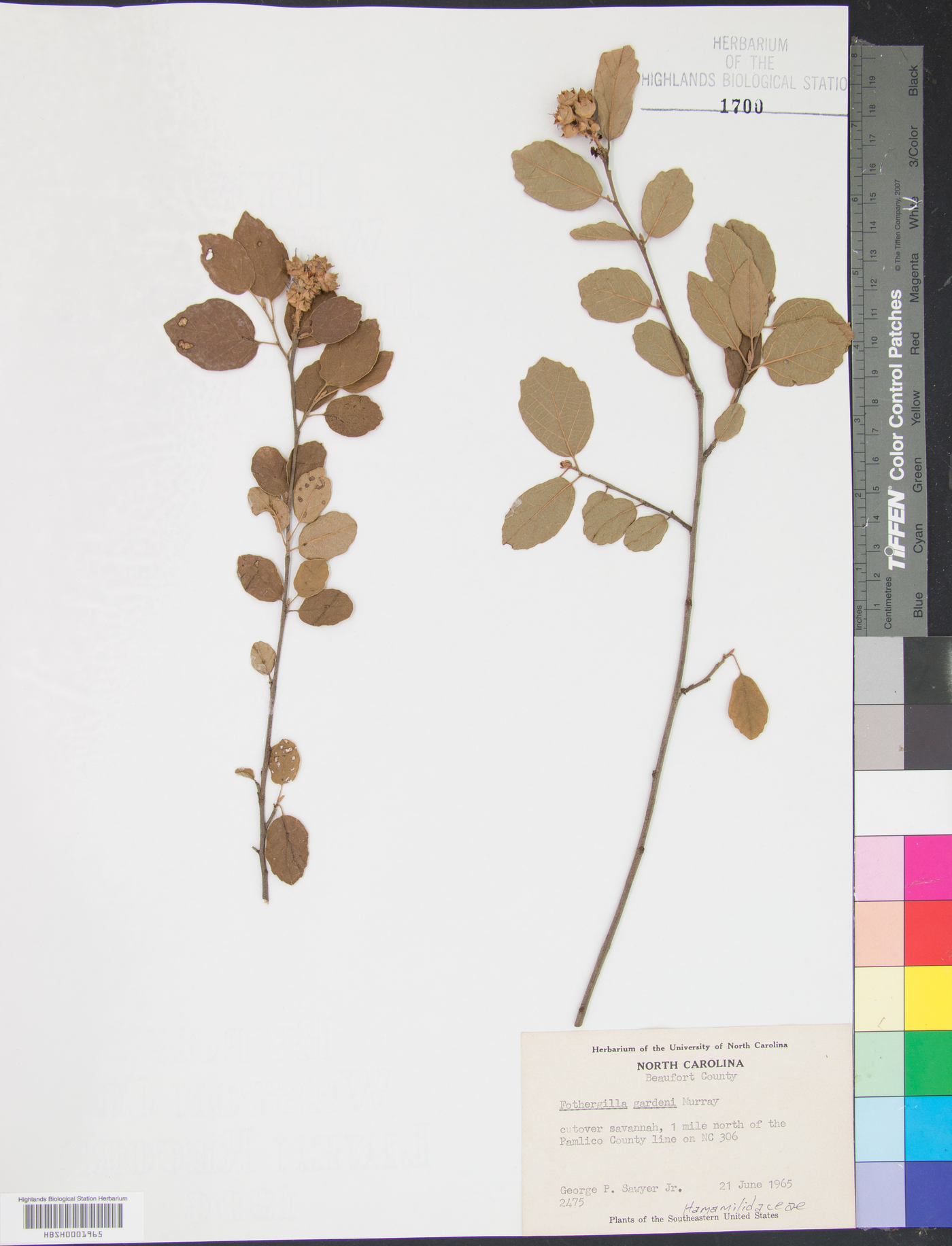 Fothergilla gardenii image