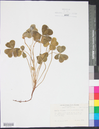 Oxalis oregana image