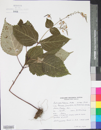 Collinsonia canadensis image