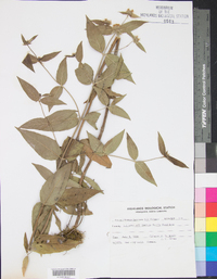 Pycnanthemum incanum image