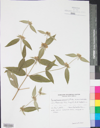 Pycnanthemum incanum image