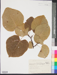 Tilia americana var. caroliniana image