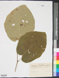 Tilia americana var. heterophylla image