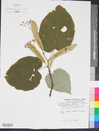 Tilia americana var. heterophylla image