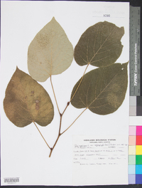 Tilia americana var. heterophylla image