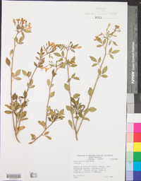 Jasminum floridum image