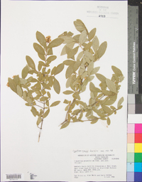 Ligustrum sinense image