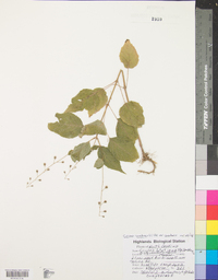 Circaea canadensis image