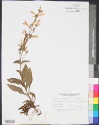 Penstemon canescens image