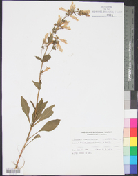 Penstemon canescens image