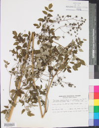 Thalictrum pubescens image