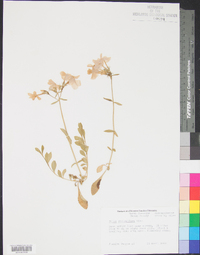 Phlox stolonifera image