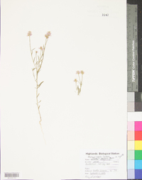 Polygala curtissii image