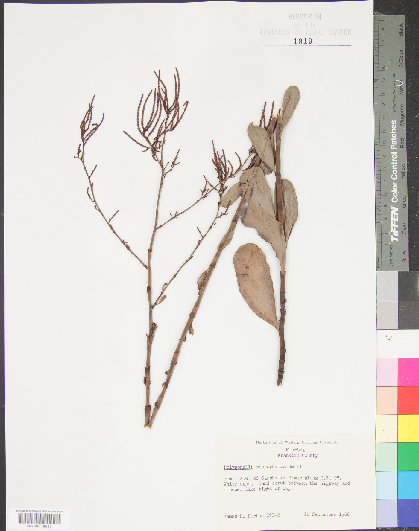 Polygonella macrophylla image