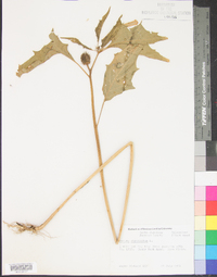 Datura stramonium image