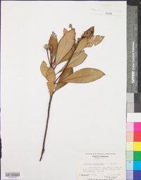 Gordonia lasianthus image