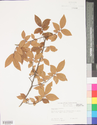 Ulmus alata image