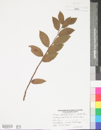 Ulmus alata image