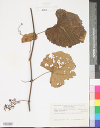 Vitis cinerea image