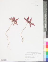 Acer palmatum image