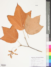 Acer pensylvanicum image