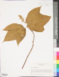 Acer pensylvanicum image