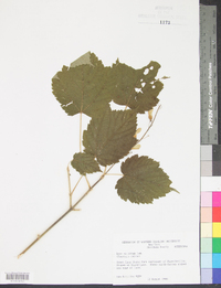 Acer spicatum image