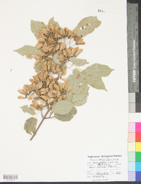 Acer tataricum image