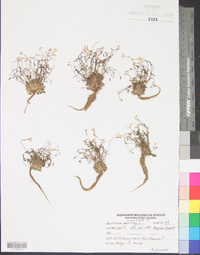 Mexotis latifolia image