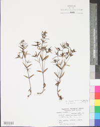 Houstonia longifolia image