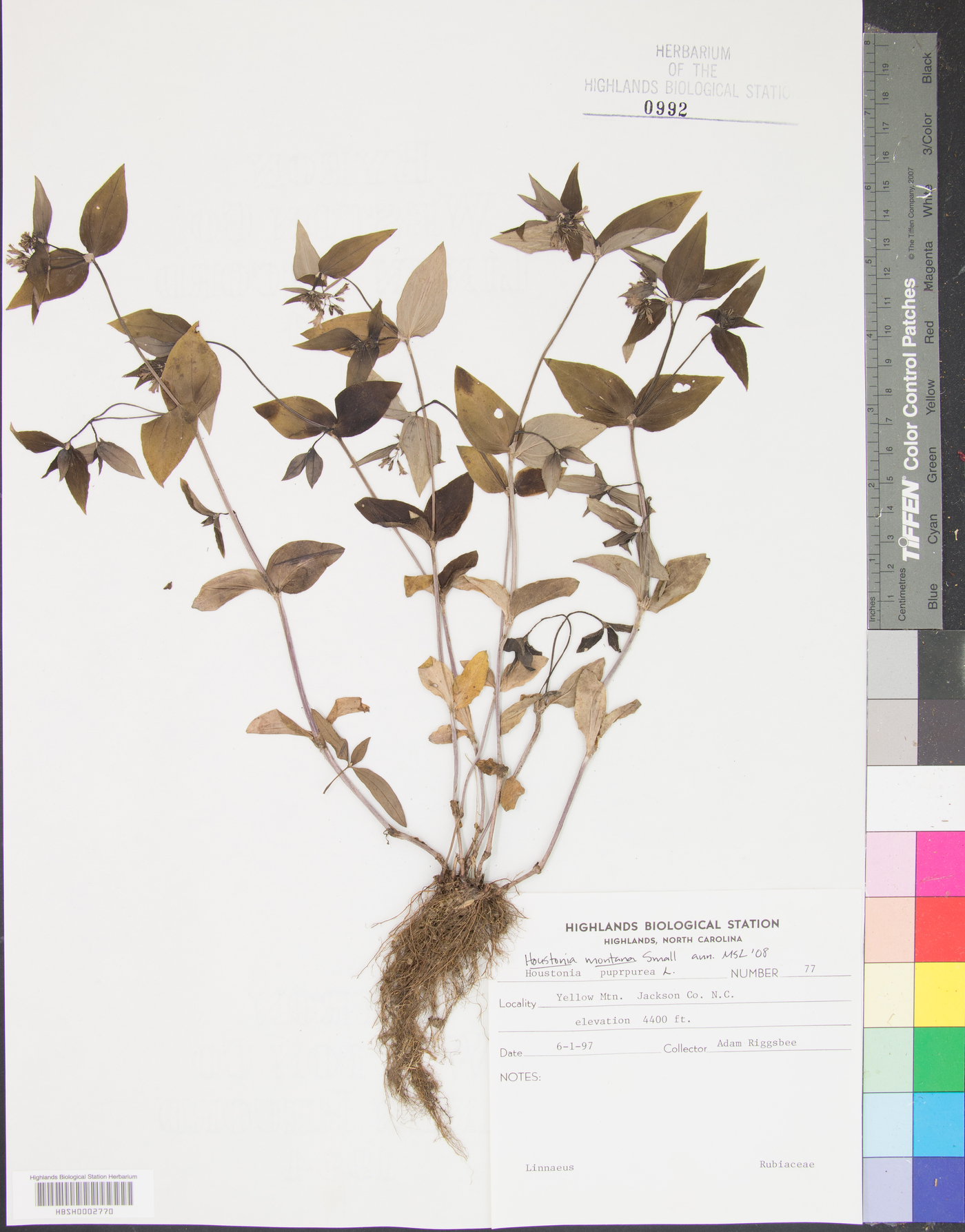 Houstonia montana image